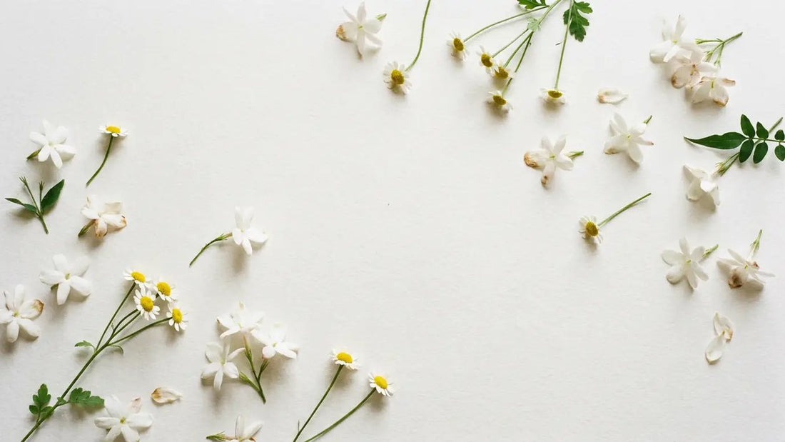 White jasmine and chamomile flowers scattered on pale handmade paper